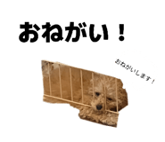846427062