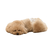 846427460