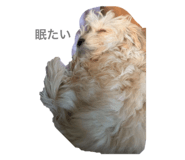 846431829
