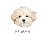 846431831