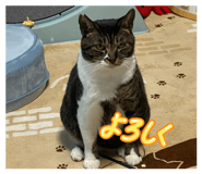 846432434