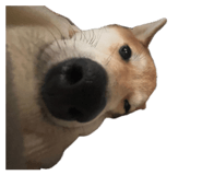 846432627