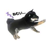 846440443