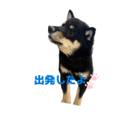 846440444