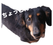 846448443