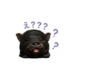 846457407