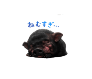 846457411