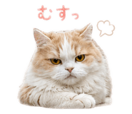 846524505