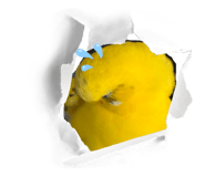 846525733