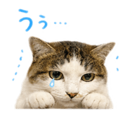 846525741