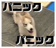 846525860