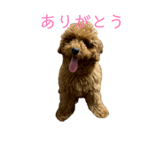 846526553