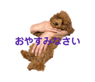846526556