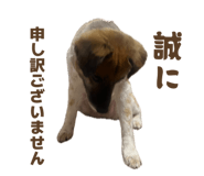 846547827