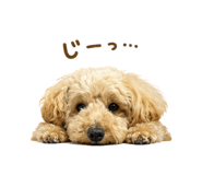 846571226