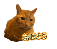846587450