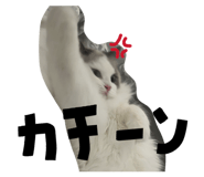846587950