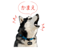846588126