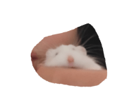 846606654