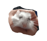 846606658