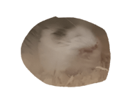 846606661