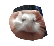 846606662