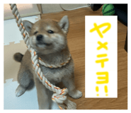 846613683