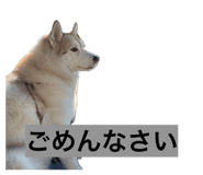 846613981