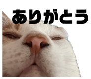 846616427