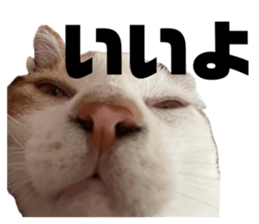 846616428