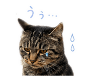 846616883