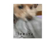 846620365