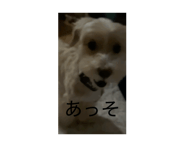 846620368