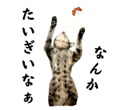 846621948