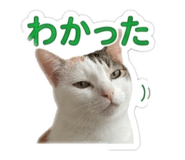 846622250