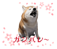 846624671