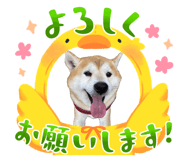 846624678
