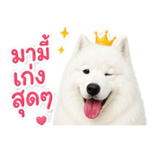 846665300