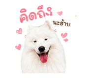846665310