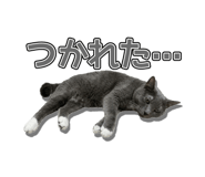 846675006