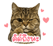 846676321