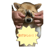 846735539