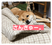 846735541