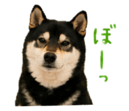 846735775