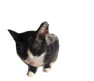 846739739