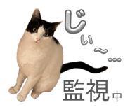 846775685