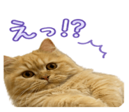 846797069