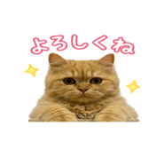 846797070