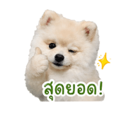 846841662