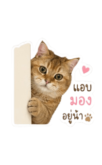 846862092
